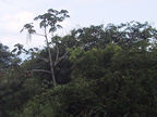 Sloth at San Isidro
